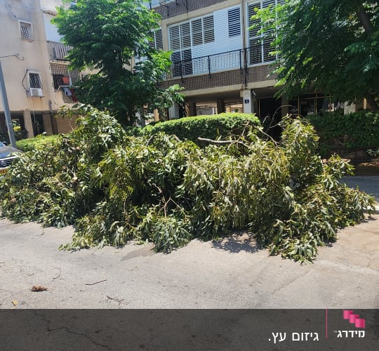 ענפי עץ גדולים על הכביש ליד בניין מגורים